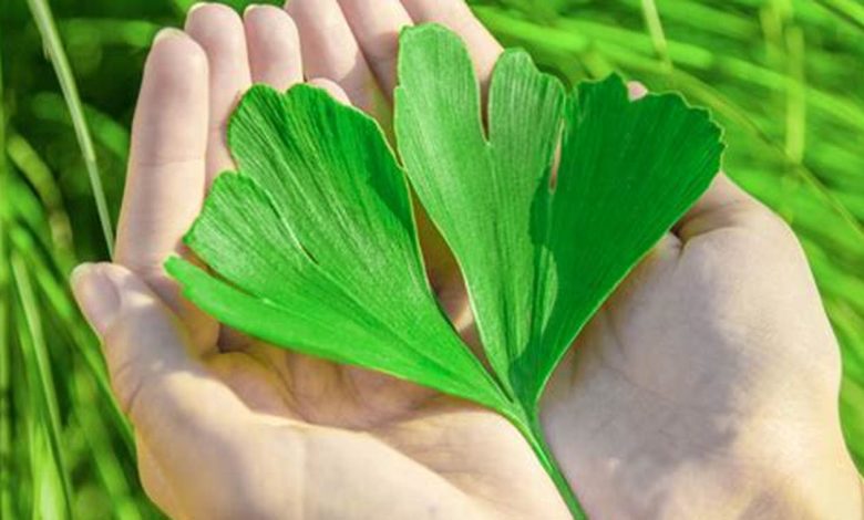 10 Manfaat Ginkgo Biloba